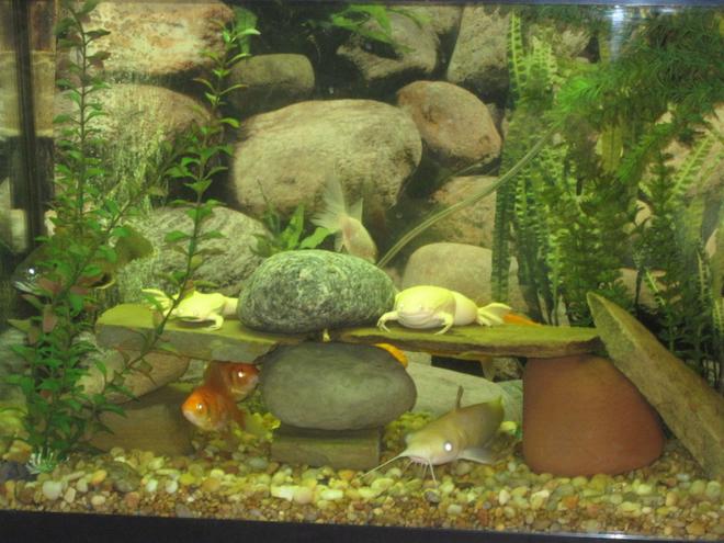 55 gallons freshwater fish tank (mostly fish and non-living decorations) - everybody pose for pictures,if your shy hide