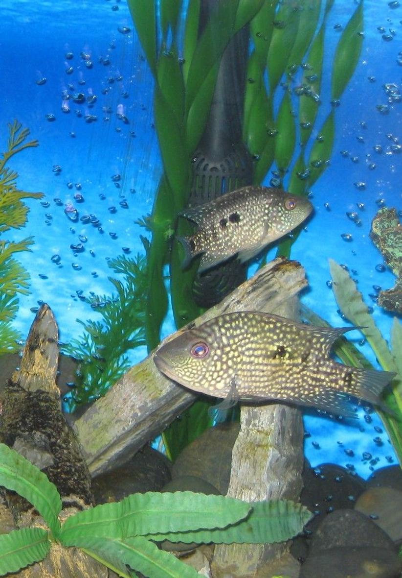 freshwater fish - herichthys carpinte - green texas cichlid stocking in 45 gallons tank