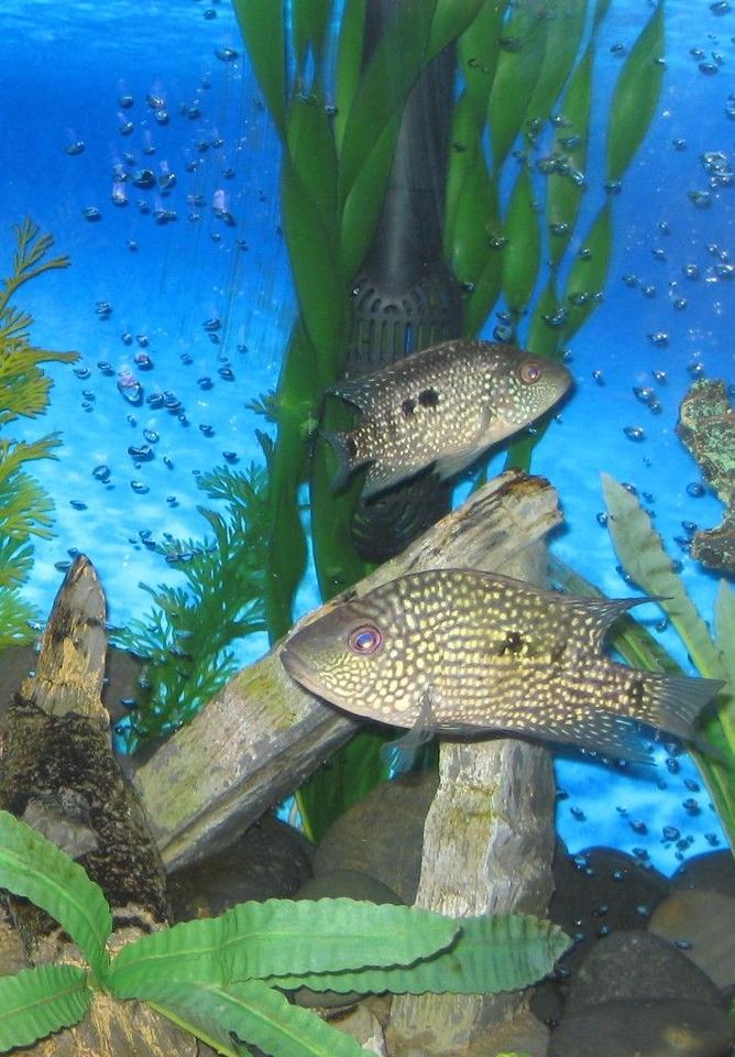 freshwater fish - herichthys carpinte - green texas cichlid stocking in 45 gallons tank