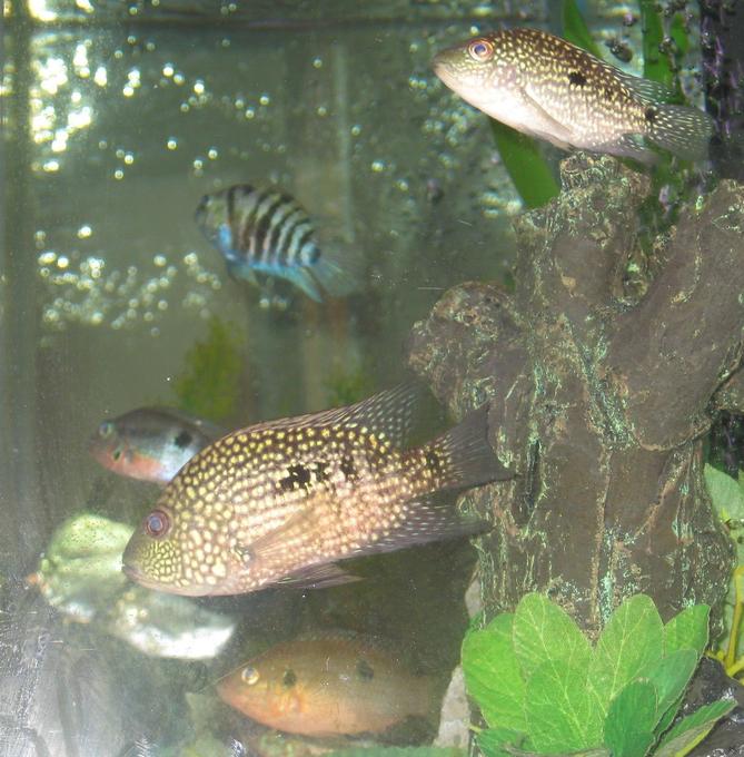 freshwater fish - herichthys cynoguttatus - texas cichlid stocking in 45 gallons tank - texas cichlids