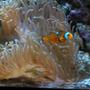 fish tank picture - clown and anemone