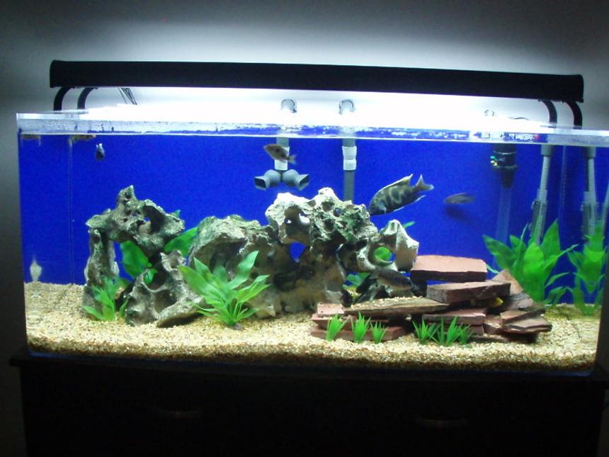 Rated #60: 75 Gallons Freshwater Fish Tank - Haps and Peacocks
