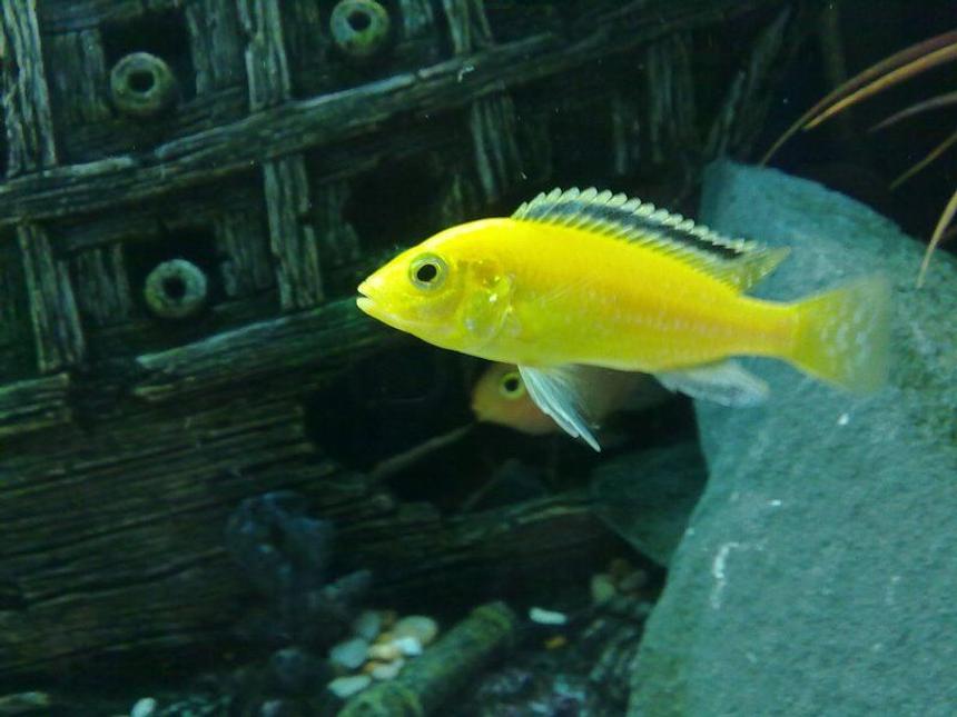 Rated #27: Freshwater Fish - Labidochromis Caeruleus - Electric Yellow Cichlid Stocking In 90 Gallons Tank - One of my Labidochromis caeruleus

(Yellow lab)