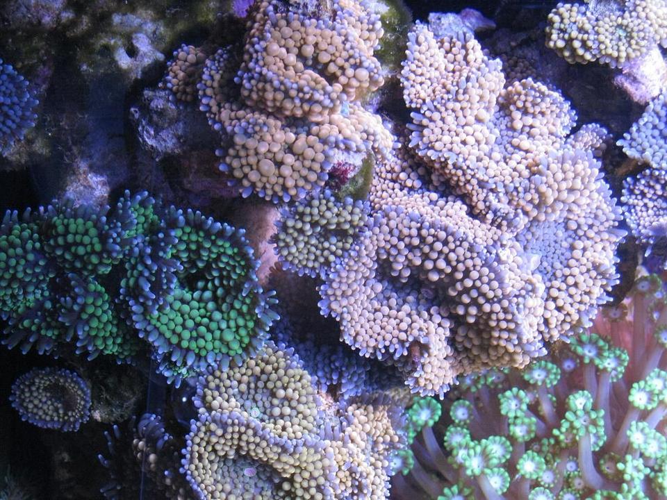 corals inverts - ricordea florida - ricordea mushroom, blue/green stocking in 30 gallons tank - Ricordea florida