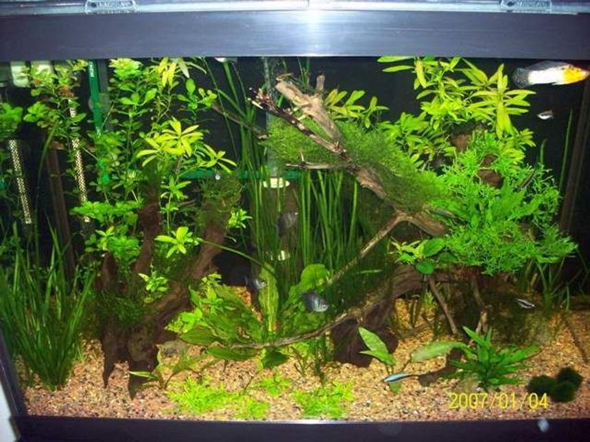 Rated #65: 65 Gallons Planted Tank - Low light planted