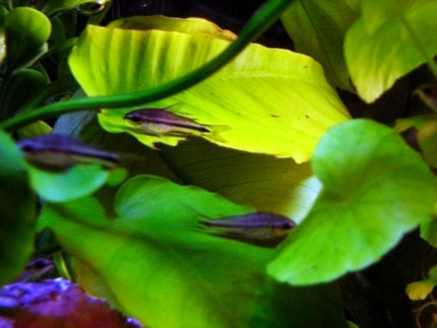 Rated #82: Freshwater Fish - Corydoras Pygmaeus - Pygmy Cory Cat Stocking In 5 Gallons Tank - 5 of my pygmy cories.