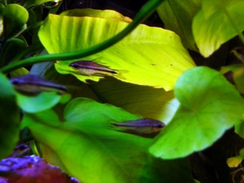 freshwater fish - corydoras pygmaeus - pygmy cory cat stocking in 5 gallons tank - 5 of my pygmy cories.