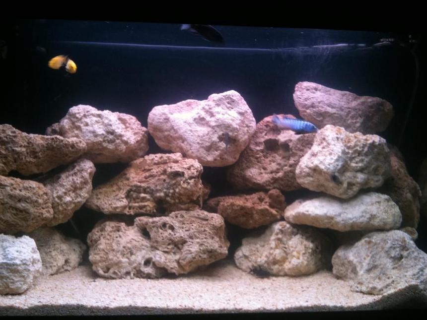 Rated #223: 66 Gallons Freshwater Fish Tank - my new malawi setup