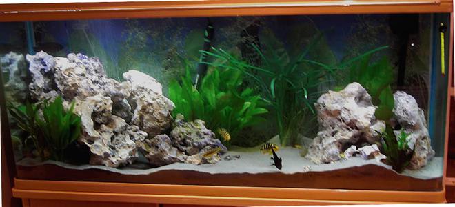 50 gallons planted tank (mostly live plants and fish) - Sucessful planted malawian cichlid aquarium. fish include yellow labs, hornets and blue alhi. filtertion provided by a large wet and dry filter.