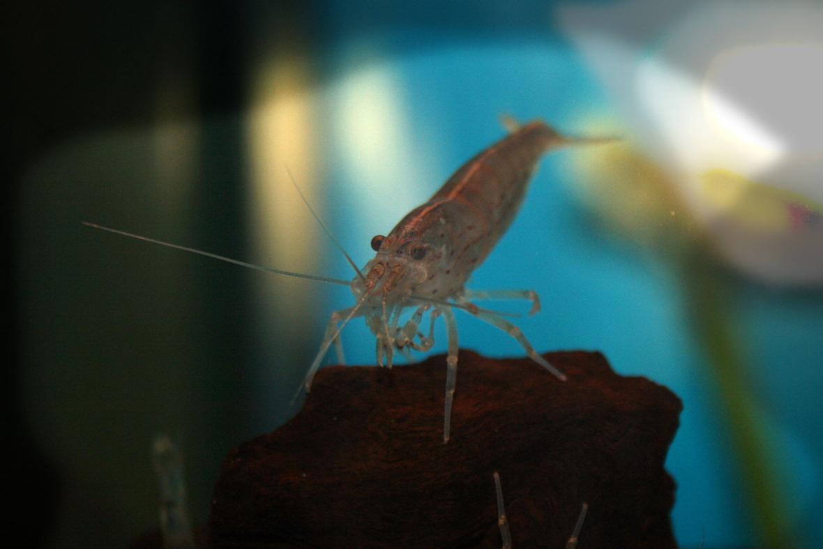 corals inverts - lysmata amboinensis - scarlet skunk cleaner shrimp stocking in 33 gallons tank - shrimp