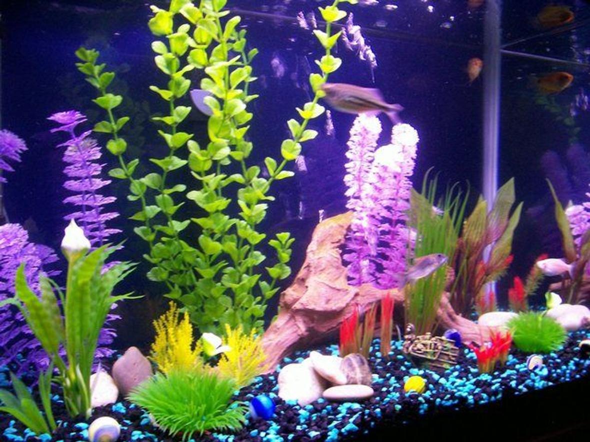 20 gallons freshwater fish tank (mostly fish and non-living decorations) - Here is a better photo it shows the colors better. thanks for looking!Your comments are welcome!!!!!