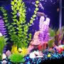 20 gallons freshwater fish tank (mostly fish and non-living decorations) - Here is a better photo it shows the colors better. thanks for looking!Your comments are welcome!!!!!