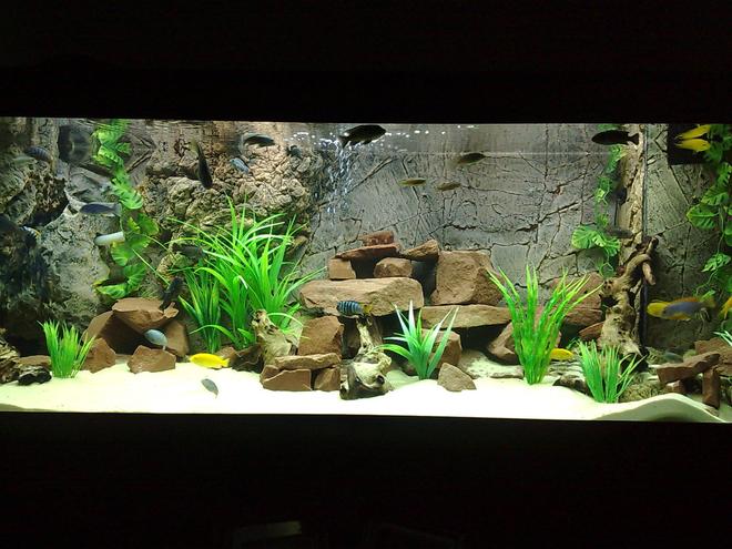 105 gallons freshwater fish tank (mostly fish and non-living decorations) - 400ltr Malawi Tank.