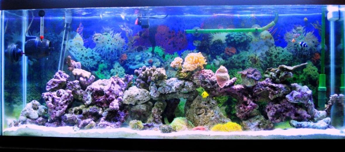 55 gallons reef tank (mostly live coral and fish)