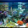 10 gallons reef tank (mostly live coral and fish) - This is the most recent pic of my main tank!