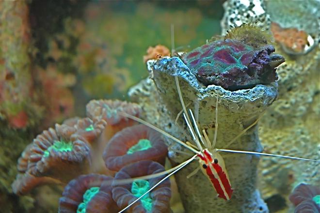 corals inverts - caulastrea furcata - candy cane coral stocking in 10 gallons tank - My cleaner Shrimp and Candy Cane Trumpet and Favia Brain!