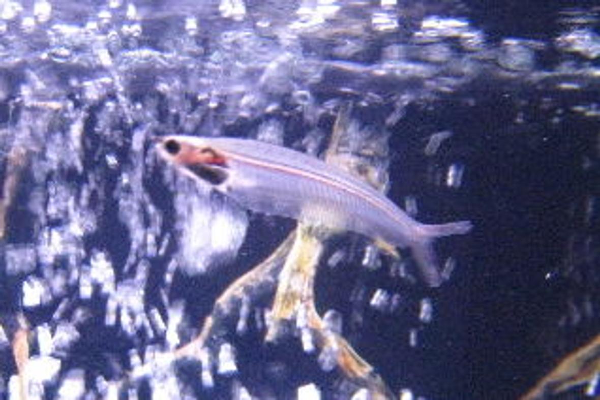 freshwater fish - kryptopterus bicirrhis - ghost glass cat stocking in 55 gallons tank - Mr.Glass this cats been here from day one.