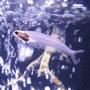 freshwater fish - kryptopterus bicirrhis - ghost glass cat stocking in 55 gallons tank - Mr.Glass this cats been here from day one.