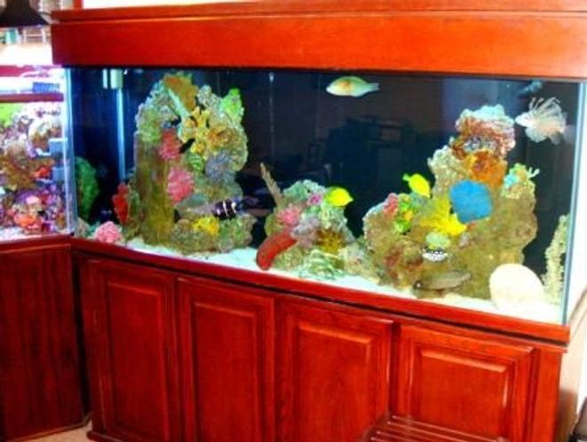 150 gallons saltwater fish tank (mostly fish, little/no live coral) - Tank Closeup