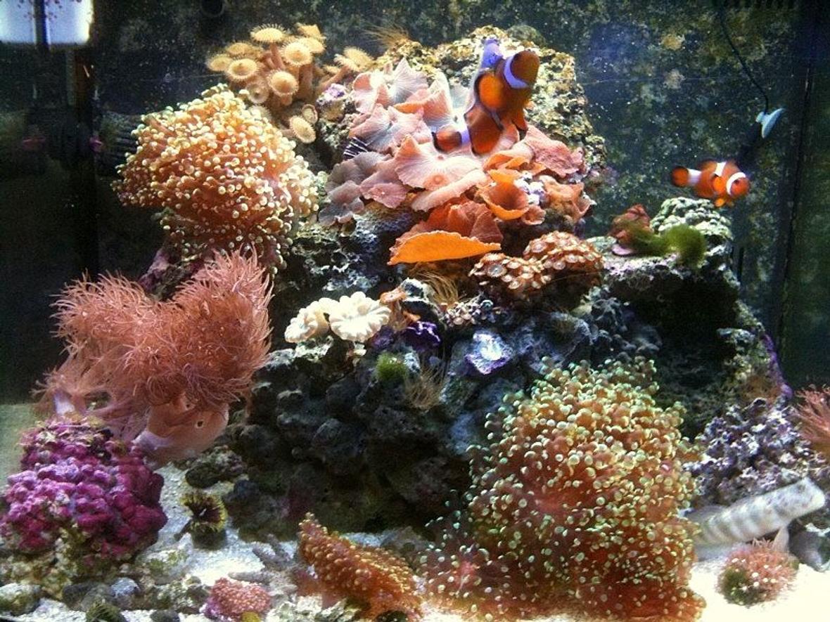 29 gallons reef tank (mostly live coral and fish) - 29 Gallon Bio Cube reef tank