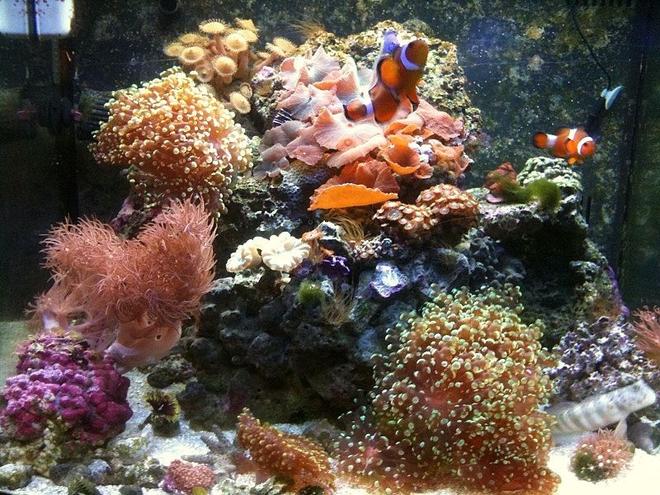 29 gallons reef tank (mostly live coral and fish) - 29 Gallon Bio Cube reef tank