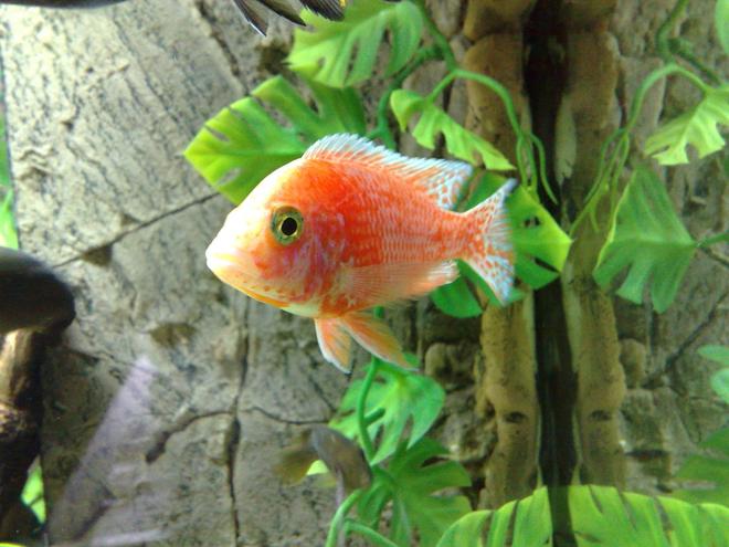 freshwater fish - aulonocara sp. - fire fish stocking in 105 gallons tank - aulonocara fire fish