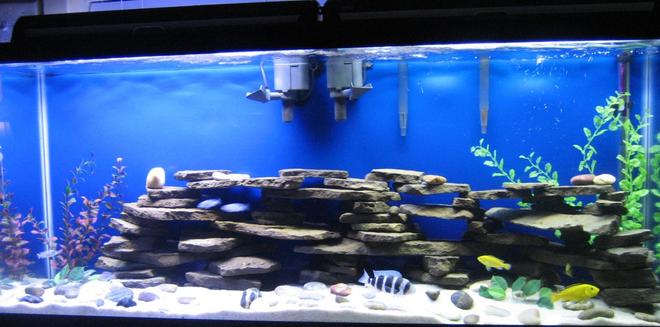 55 gallons freshwater fish tank (mostly fish and non-living decorations) - my 55
