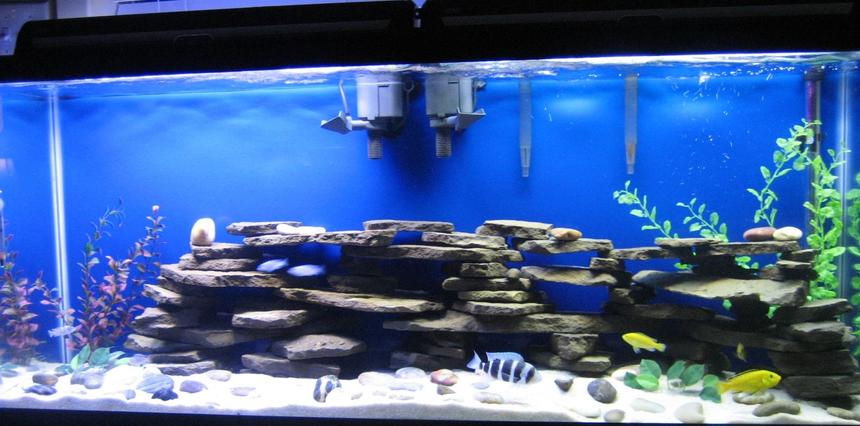Rated #81: 55 Gallons Freshwater Fish Tank - my 55