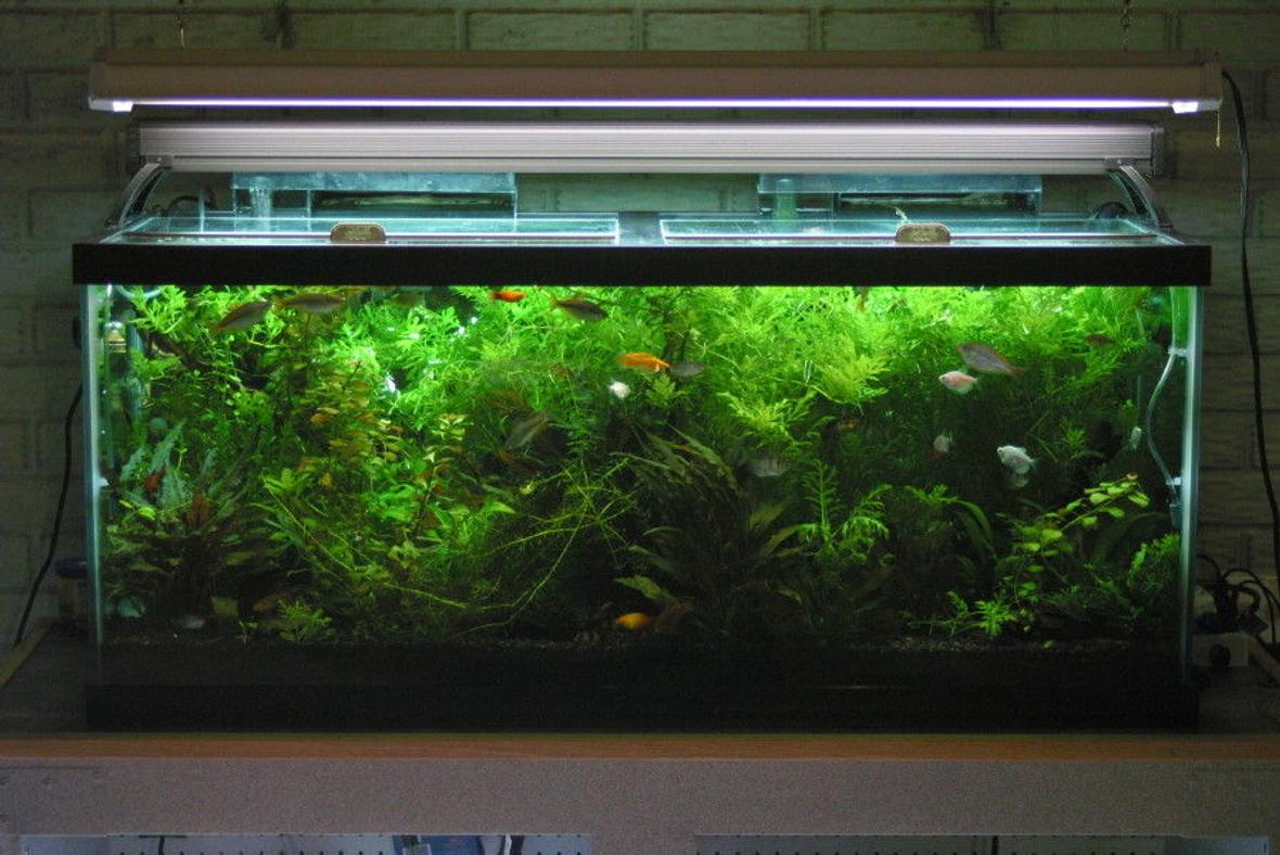 75 gallons planted tank (mostly live plants and fish) - 75 gallon planted tank. My first planted fish tank. It has been up for 8 months now. DIY Co2 system. Types of live Plants. Water sprite, Anachris, ludwigia, Money wart, Uroguayensis sward, Brazilin water weed, Water Hedge, Lace Java fern. Flourite black substrate for planted tanks.