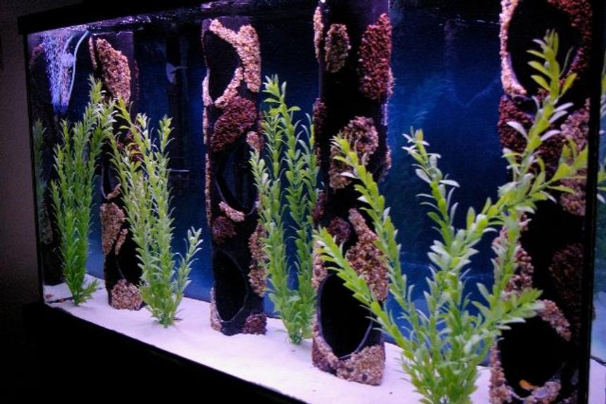 Rated #125: 80 Gallons Freshwater Fish Tank - 80 Gallon Cichlid Tank