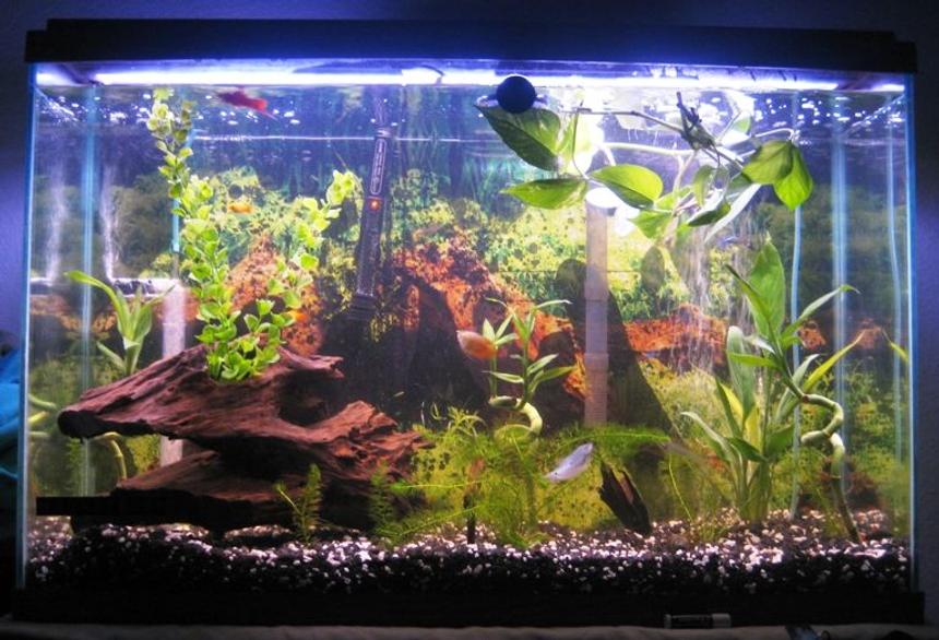 Rated #108: 45 Gallons Freshwater Fish Tank - 45 gallon tank 

Any suggestion, anyone??