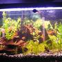 fish tank picture - 3