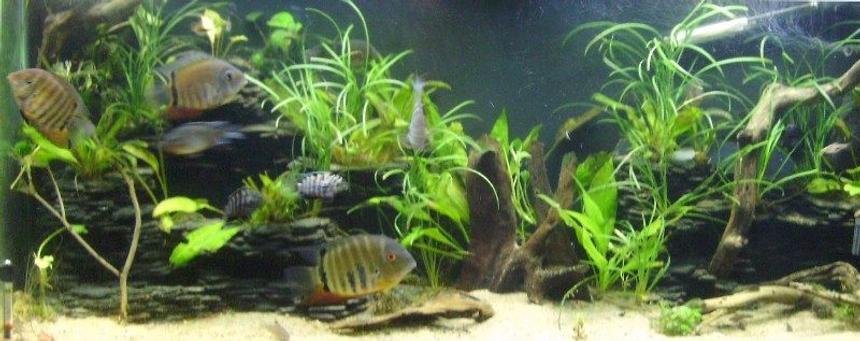 Rated #109: 55 Gallons Planted Tank - My Fish tank