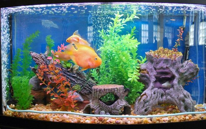 46 gallons freshwater fish tank (mostly fish and non-living decorations) - 46 Tank