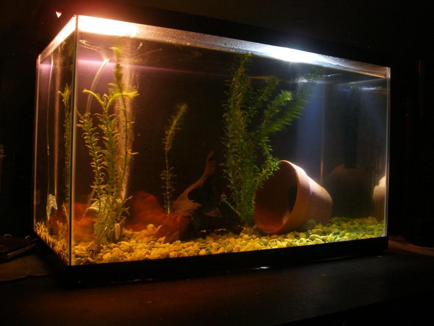 Rated #341: 10 Gallons Freshwater Fish Tank - 10 gallon fish tank at night.
