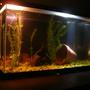 10 gallons freshwater fish tank (mostly fish and non-living decorations) - 10 gallon fish tank at night.