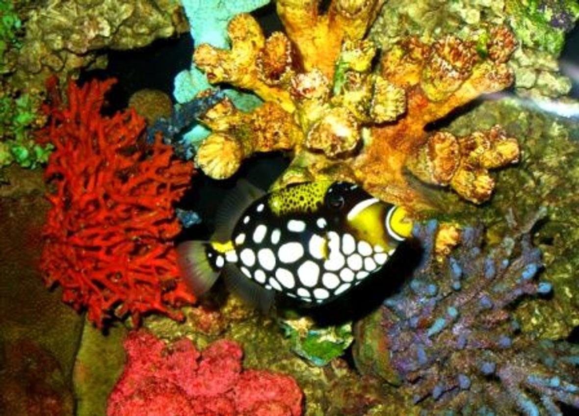 saltwater fish - balistoides conspicillum - clown triggerfish stocking in 150 gallons tank - Clown Trigger