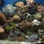 21 gallons reef tank (mostly live coral and fish) - my little tank :D
