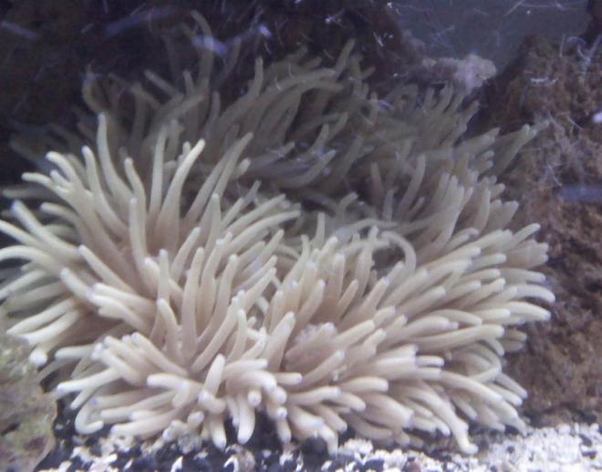 corals inverts - heteractis magnifica - ritteri anemone stocking in 75 gallons tank - XXL Long Tip Anemone, size of a dinner plate