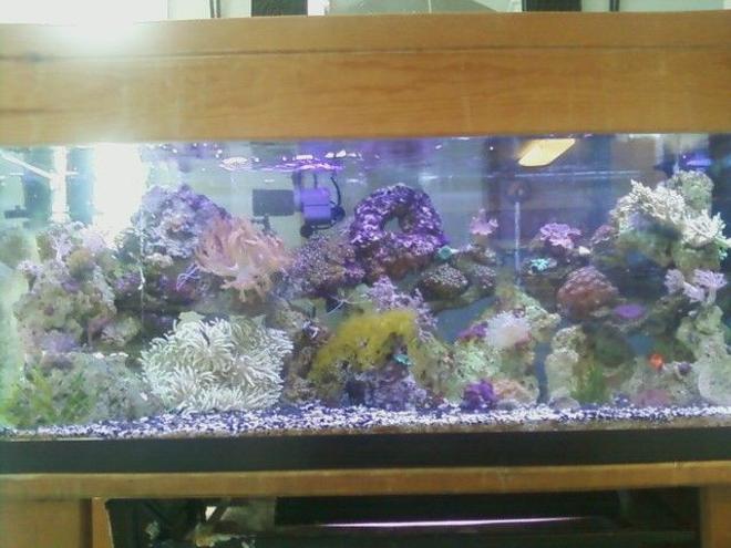 75 gallons reef tank (mostly live coral and fish) - 75g tank, lots of corals
