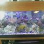 75 gallons reef tank (mostly live coral and fish) - 75g tank, lots of corals