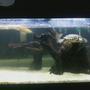 corals inverts - trachemys scripta scripta - yellow belly slider turtle stocking in 75 gallons tank - turtle tank 75g