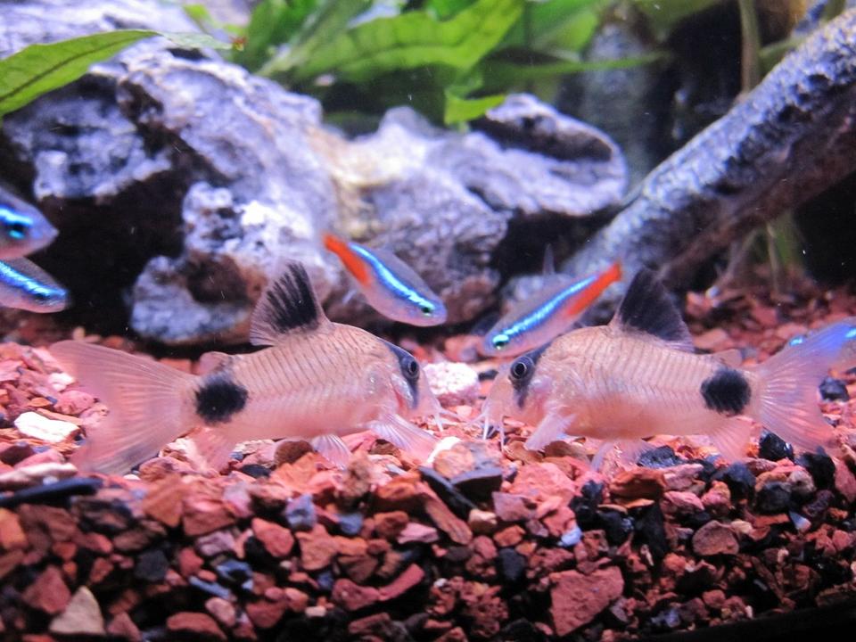 freshwater fish - corydoras panda - panda cory cat stocking in 16 gallons tank - Feeding time - Panda Cories & Neon Tetras