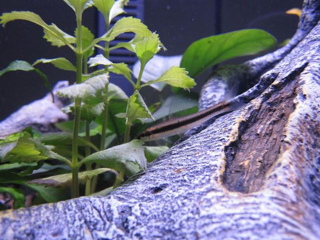 freshwater fish - crossocheilus siamensis - siamese algae eater stocking in 16 gallons tank - Siamese Algae Eater Standing By