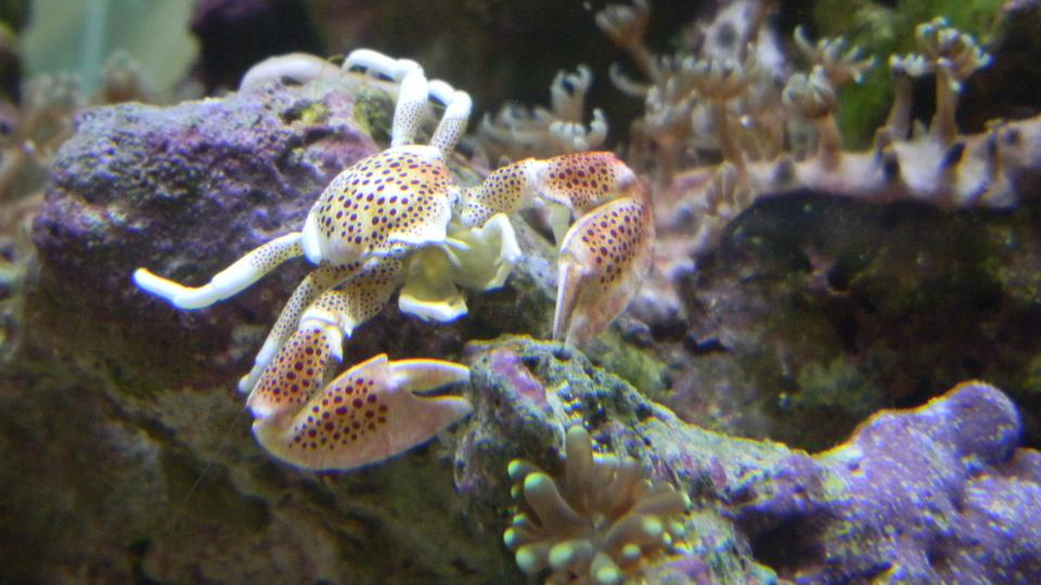 corals inverts - neopetrolisthes ohshimai - porcelain anemone crab stocking in 20 gallons tank - My Porcelain crab protecting its baby torch coral and star polyp!