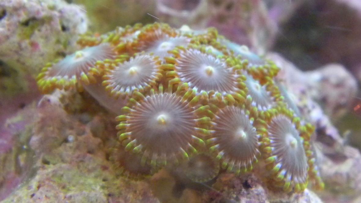 corals inverts - zoanthus sp. - colony polyp stocking in 20 gallons tank - Green Zoos!