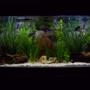 55 gallons freshwater fish tank (mostly fish and non-living decorations) - 55g community freshwater
