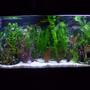 55 gallons freshwater fish tank (mostly fish and non-living decorations) - 55g african chiclid tank
