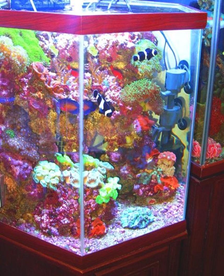 Rated #82: 43 Gallons Reef Tank - Octagon - Vertical Reef