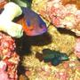 fish tank picture - Angel and Mandarin Dragonet
